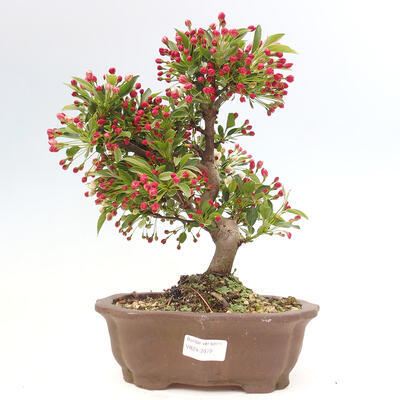 Vonkajší bonsai - Malus sergentiu - Maloplodá jabloň - 1