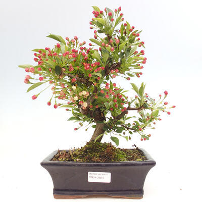 Vonkajší bonsai - Malus sergentiu - Maloplodá jabloň - 1