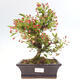 Vonkajší bonsai - Malus sergentiu - Maloplodá jabloň - 1/6