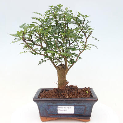 Izbová bonsai - Zantoxylum piperitum - piepor - 1