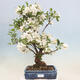 Vonkajší bonsai -Malus halliana - Maloplodá jabloň - 1/7
