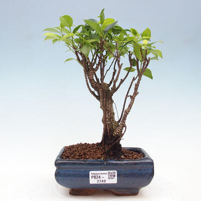 Izbová bonsai - Ficus retusa - malolistý fikus - 1