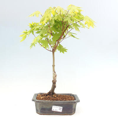 Vonkajší bonsai - Javor palmatum katsura GISAN - Javor dlanitolistý - 1