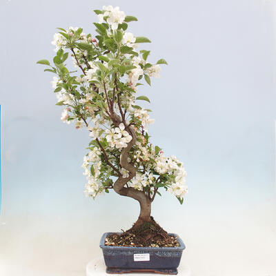 Vonkajší bonsai -Malus halliana - Maloplodá jabloň - 1