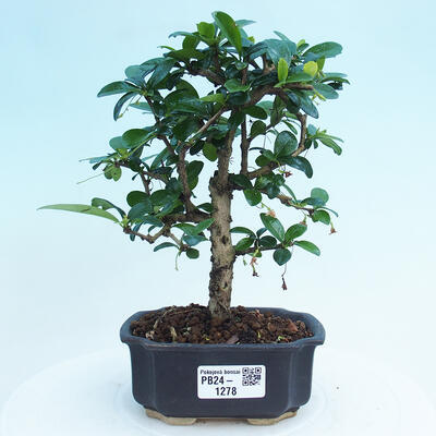 Izbová bonsai - Carmona macrophylla - Čaj fuki - 1