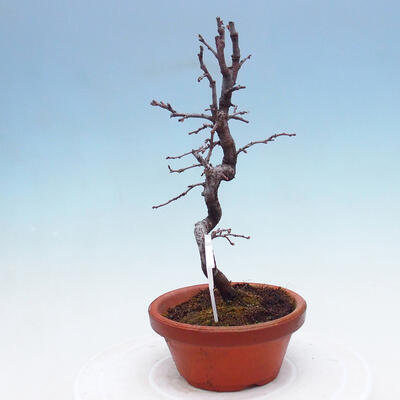 Venkovní  bonsai -  Chaneomeles chinensis - Kdoulovec čínsky - 1