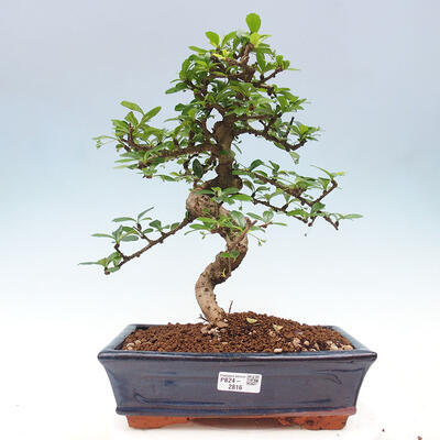 Izbová bonsai - Carmona macrophylla - Čaj fuki - 1