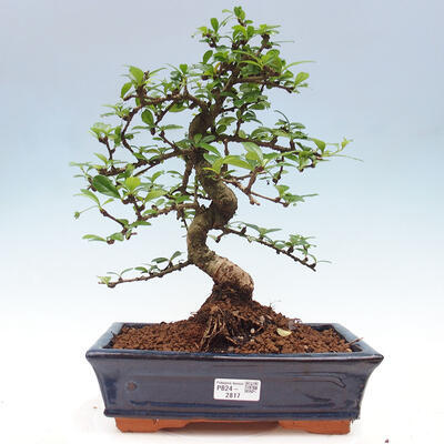 Izbová bonsai - Carmona macrophylla - Čaj fuki - 1