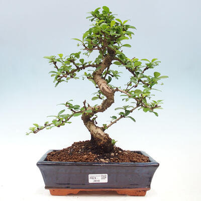 Izbová bonsai - Carmona macrophylla - Čaj fuki - 1