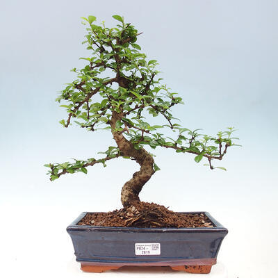 Izbová bonsai - Carmona macrophylla - Čaj fuki - 1