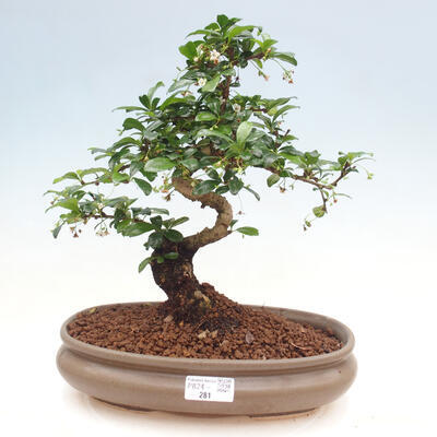 Izbová bonsai - Carmona macrophylla - Čaj fuki - 1