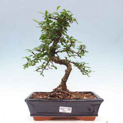 Izbová bonsai - Carmona macrophylla - Čaj fuki - 1