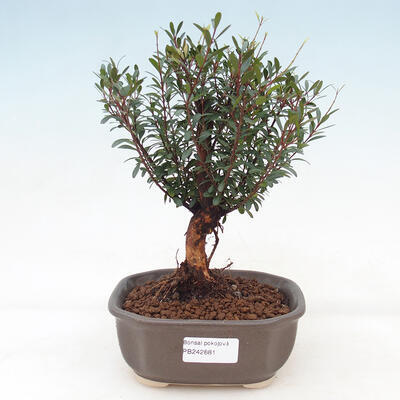 Izbová bonsai - Syzygium - pimentovníka - 1