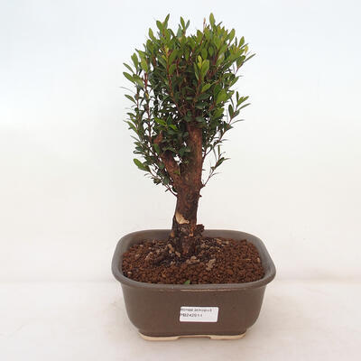 Izbová bonsai - Syzygium - Pimentovník - 1