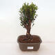 Izbová bonsai - Syzygium - Pimentovník - 1/4