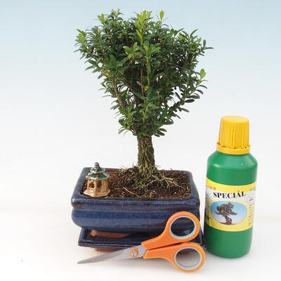 Bonsai darčeková sada pre dievčatá - Korkový buxus - Buxus harlandii