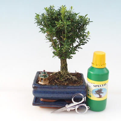 Bonsai darčeková sada - Korkový buxus - Buxus harlandii