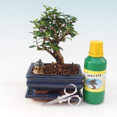 Bonsai darčeková sada - Čaj-fuki - Carmona microphylla