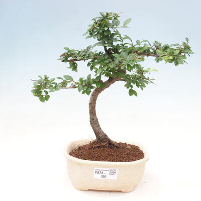 Izbová bonsai - Ulmus parvifolia - Malolistý brest - 1