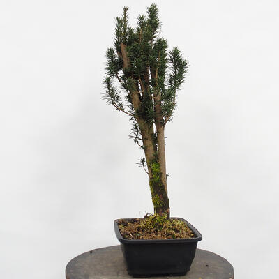 Vonkajší bonsai - Taxus cuspidata - Tis japonský - 1