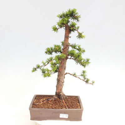 Vonkajší bonsai - Taxus cuspidata - Tis japonský - 1