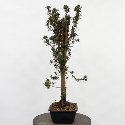 Vonkajší bonsai - Taxus cuspidata - Tis japonský - 1