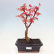 Vonkajšie bonsai - Javor dlaňolistý - Acer palmatum DESHOJO - 1/4
