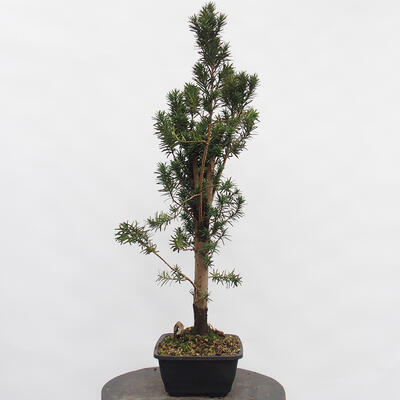 Vonkajší bonsai - Taxus cuspidata - Tis japonský - 1