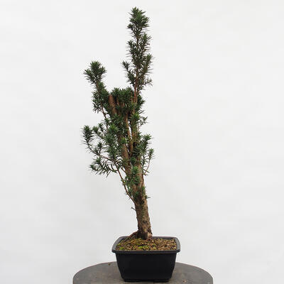 Vonkajší bonsai - Taxus cuspidata - Tis japonský - 1