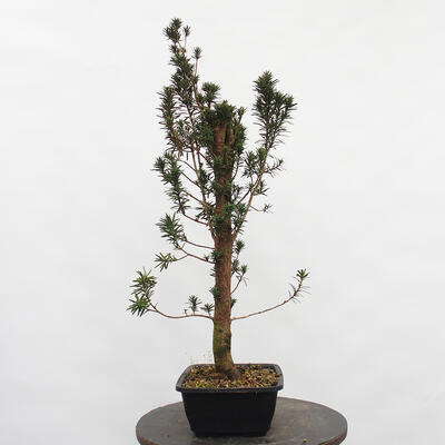 Vonkajší bonsai - Taxus cuspidata - Tis japonský - 1