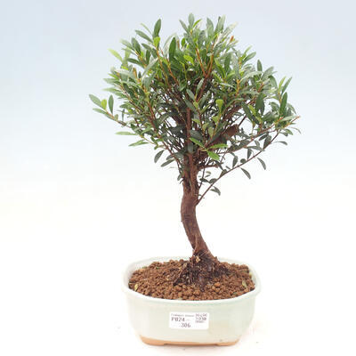 Izbová bonsai - Syzygium - pimentovníka - 1