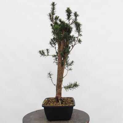 Vonkajší bonsai - Taxus cuspidata - Tis japonský - 1