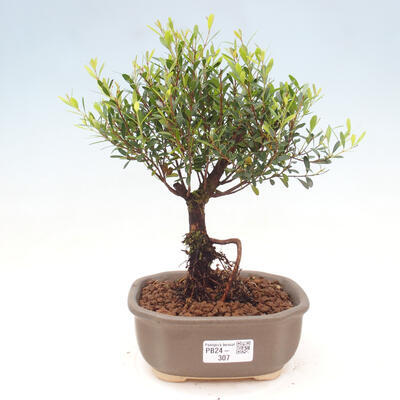 Izbová bonsai - Syzygium - pimentovníka - 1