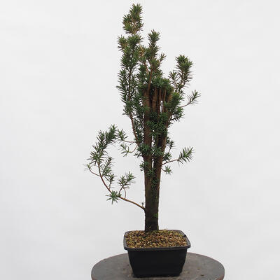 Vonkajší bonsai - Taxus cuspidata - Tis japonský - 1