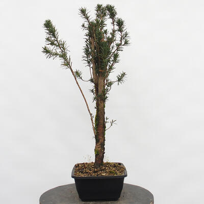 Vonkajší bonsai - Taxus cuspidata - Tis japonský - 1