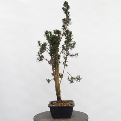 Vonkajší bonsai - Taxus cuspidata - Tis japonský - 1