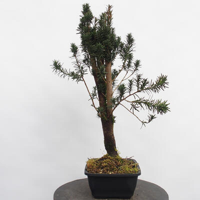 Vonkajší bonsai - Taxus cuspidata - Tis japonský - 1