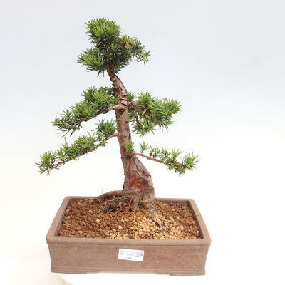 Vonkajší bonsai - Taxus cuspidata - Tis japonský - 1