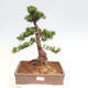 Vonkajší bonsai - Taxus cuspidata - Tis japonský - 1/6