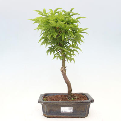 Vonkajší bonsai -Javor dlaňovitolistý Acer palmatum Shishigashira - 1