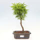 Vonkajší bonsai -Javor dlaňovitolistý Acer palmatum Shishigashira - 1/3