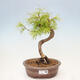 Vonkajší bonsai - Pamodrín - Pseudolarix amabis - 1/4