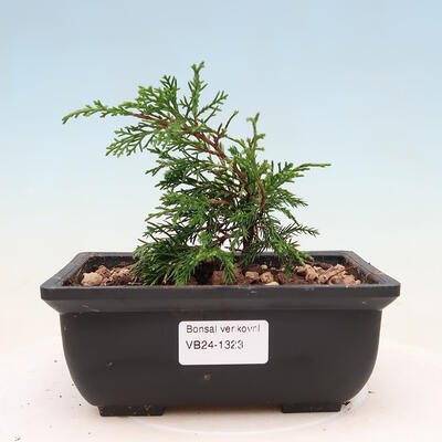 Vonkajší bonsai - Juniperus chinensis ITOIGAVA -Jalovec čínsky