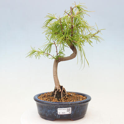 Vonkajší bonsai - Pamodrín - Pseudolarix amabis - 1