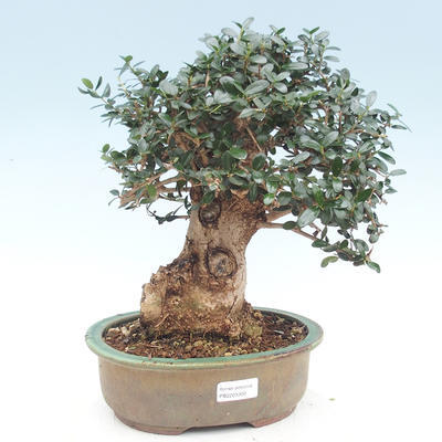 Izbová bonsai - Olea europaea sylvestris -Oliva evropská drobnolistá - 1