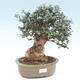 Izbová bonsai - Olea europaea sylvestris -Oliva evropská drobnolistá - 1/6