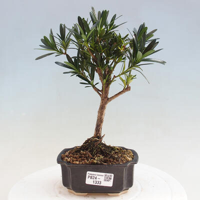 Izbová bonsai - Podocarpus - Kamenný tis - 1