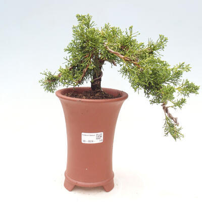 Vonkajší bonsai - Juniperus chinensis Kishu - Borievka čínska - 1