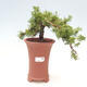 Vonkajší bonsai - Juniperus chinensis Kishu - Borievka čínska - 1/2