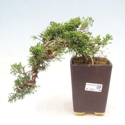 Vonkajší bonsai - Juniperus chinensis Kishu - Borievka čínska - 1